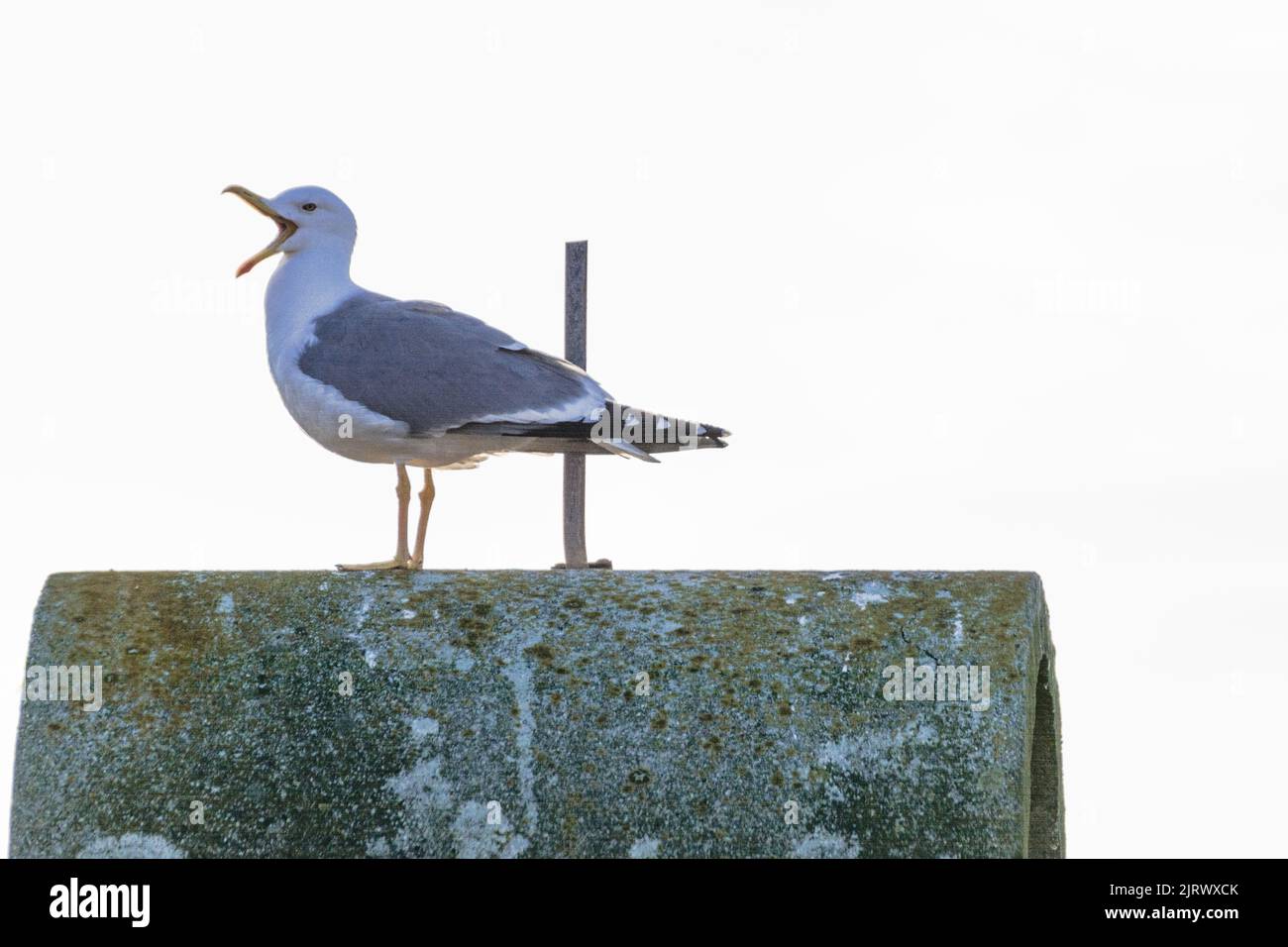 gabbiano in piedi con il becco largo aperto mewing Foto Stock