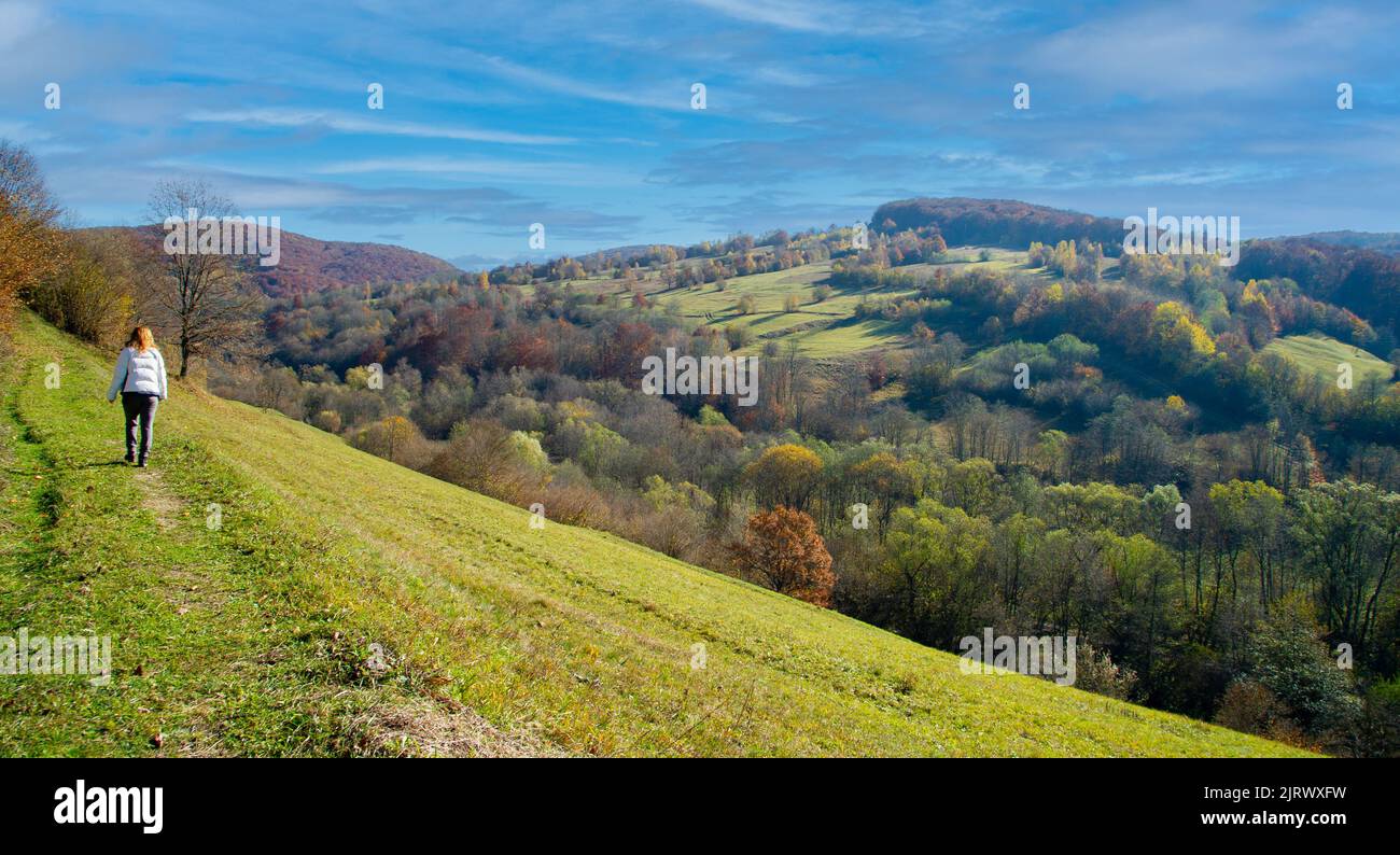 Bellissimo paesaggio autunnale della Transilvania Romania con verdi colline blu cielo e alberi con congedo giallo Foto Stock