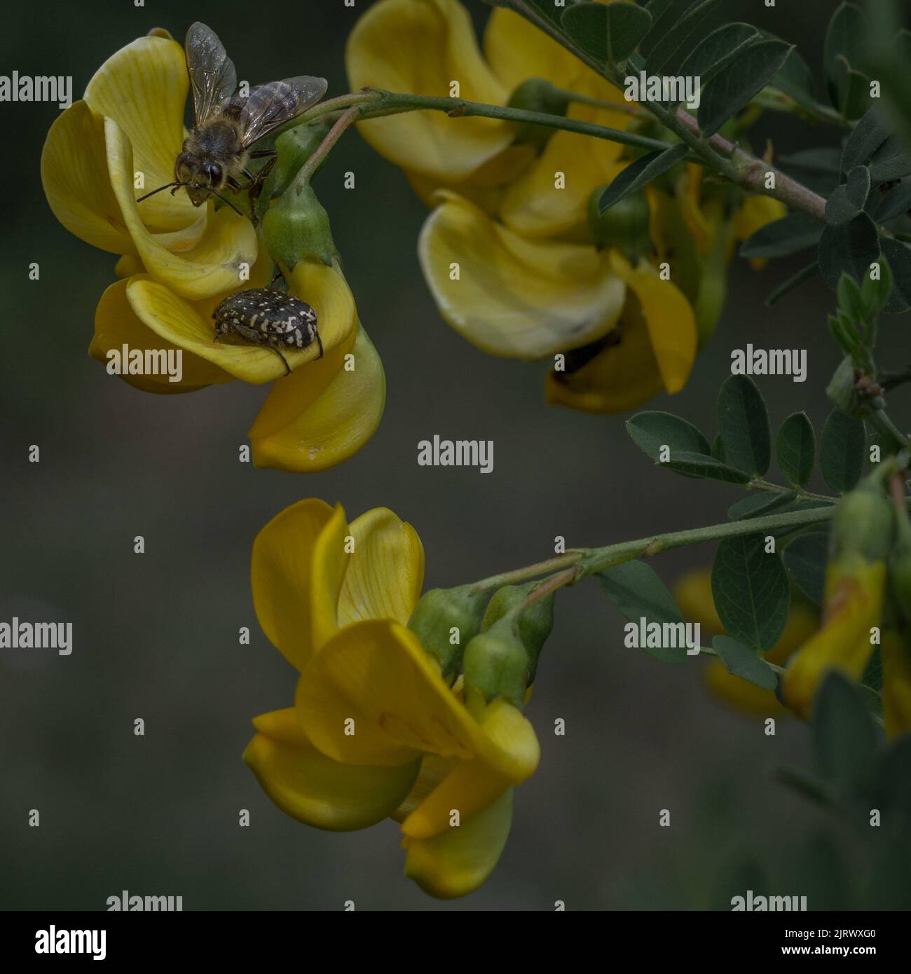 Foto ravvicinata dell'ape che raccoglie polline e nettare da un fiore giallo in primavera. Sfondo con messa a fuoco morbida. Foto Stock