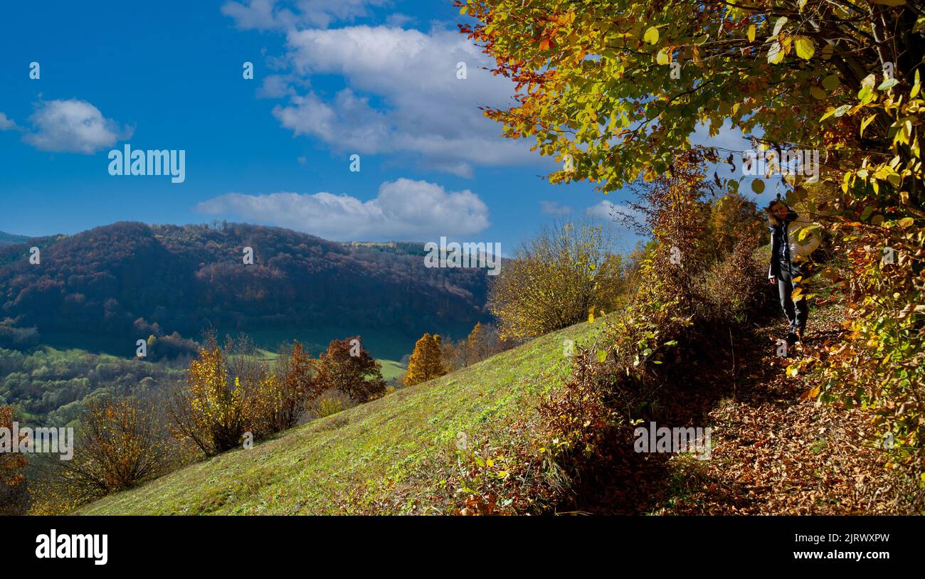 Bellissimo paesaggio autunnale della Transilvania Romania con verdi colline blu cielo e alberi con congedo giallo Foto Stock