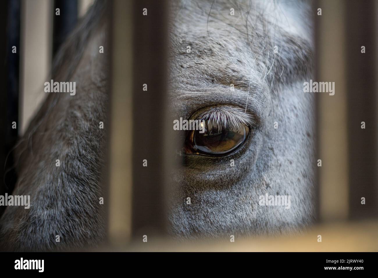 triste occhio di cavallo da vicino dietro le sbarre Foto Stock