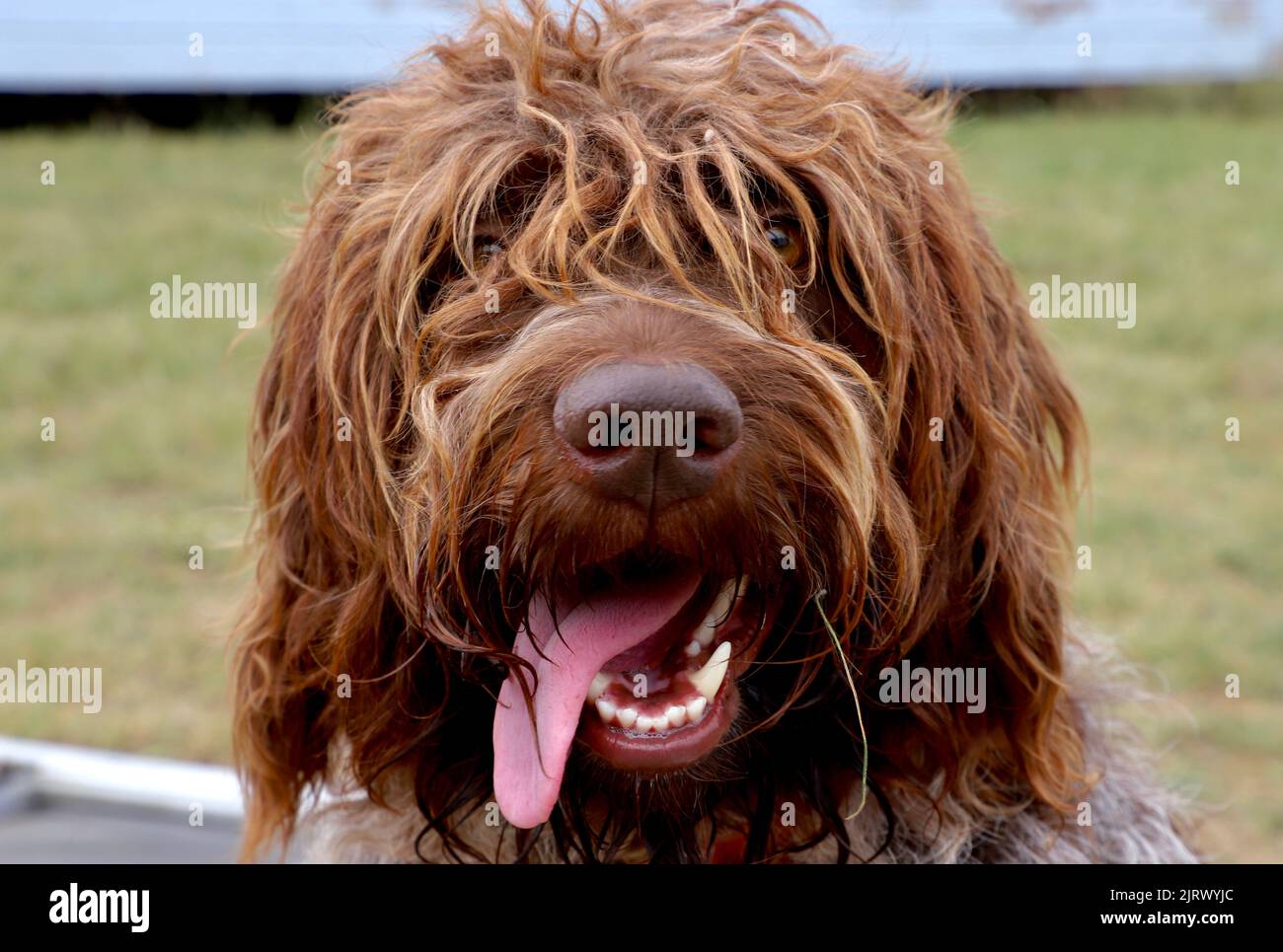 Ritratto di un griffon o di un Korthals puntati con capelli di filo Foto Stock Ritratto di un griffon o di un Korthals puntati con capelli di filo Foto Stock