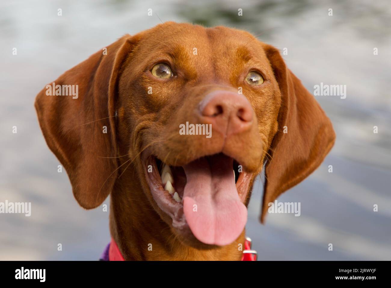 Ritratto del cane Vizsla Foto Stock
