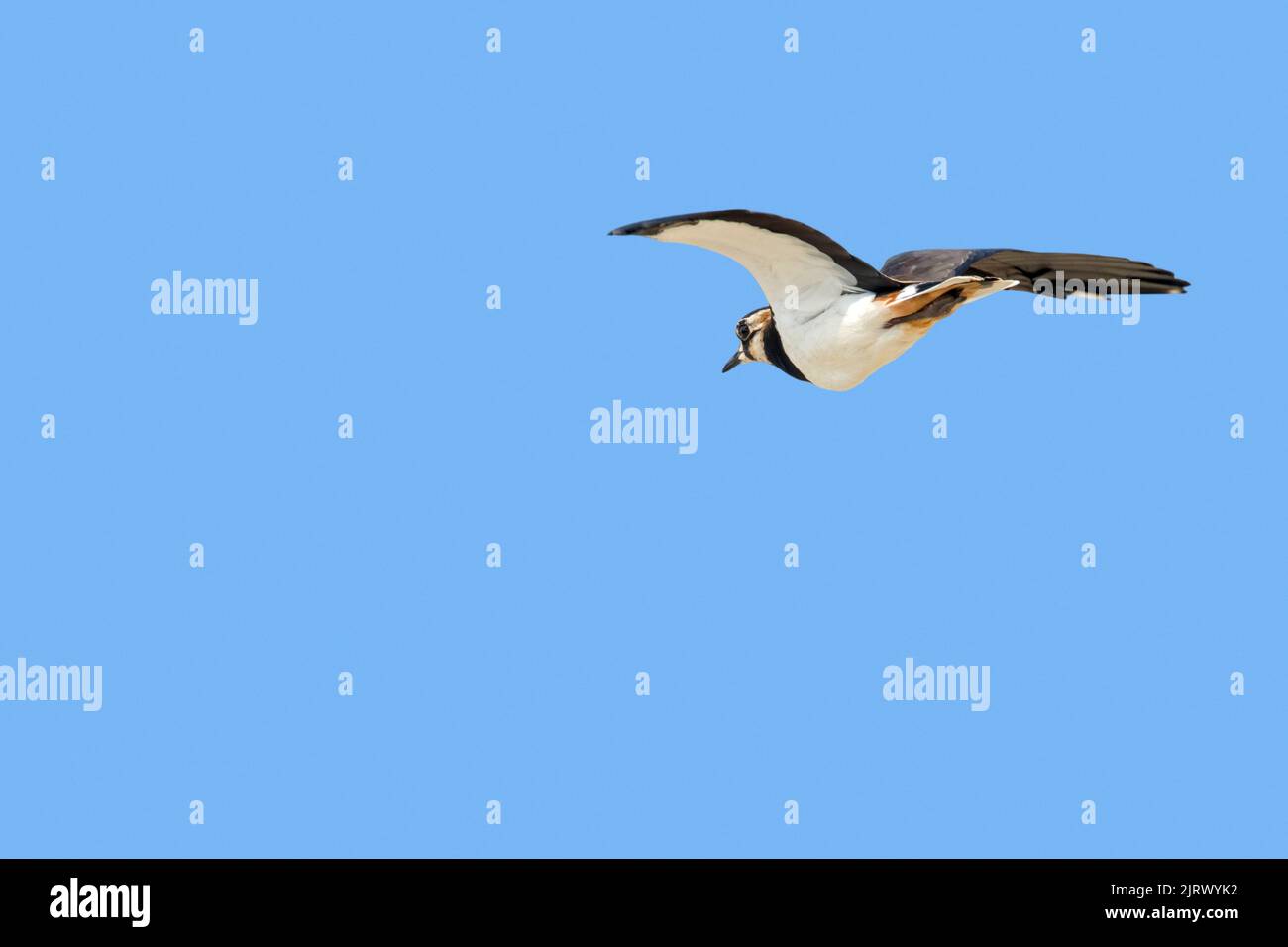Pavoncella (Vanellus vanellus) in volo contro il cielo blu Foto Stock