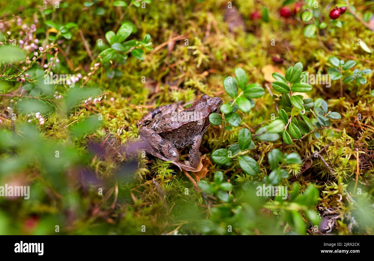 rana nella foresta autunnale Foto Stock