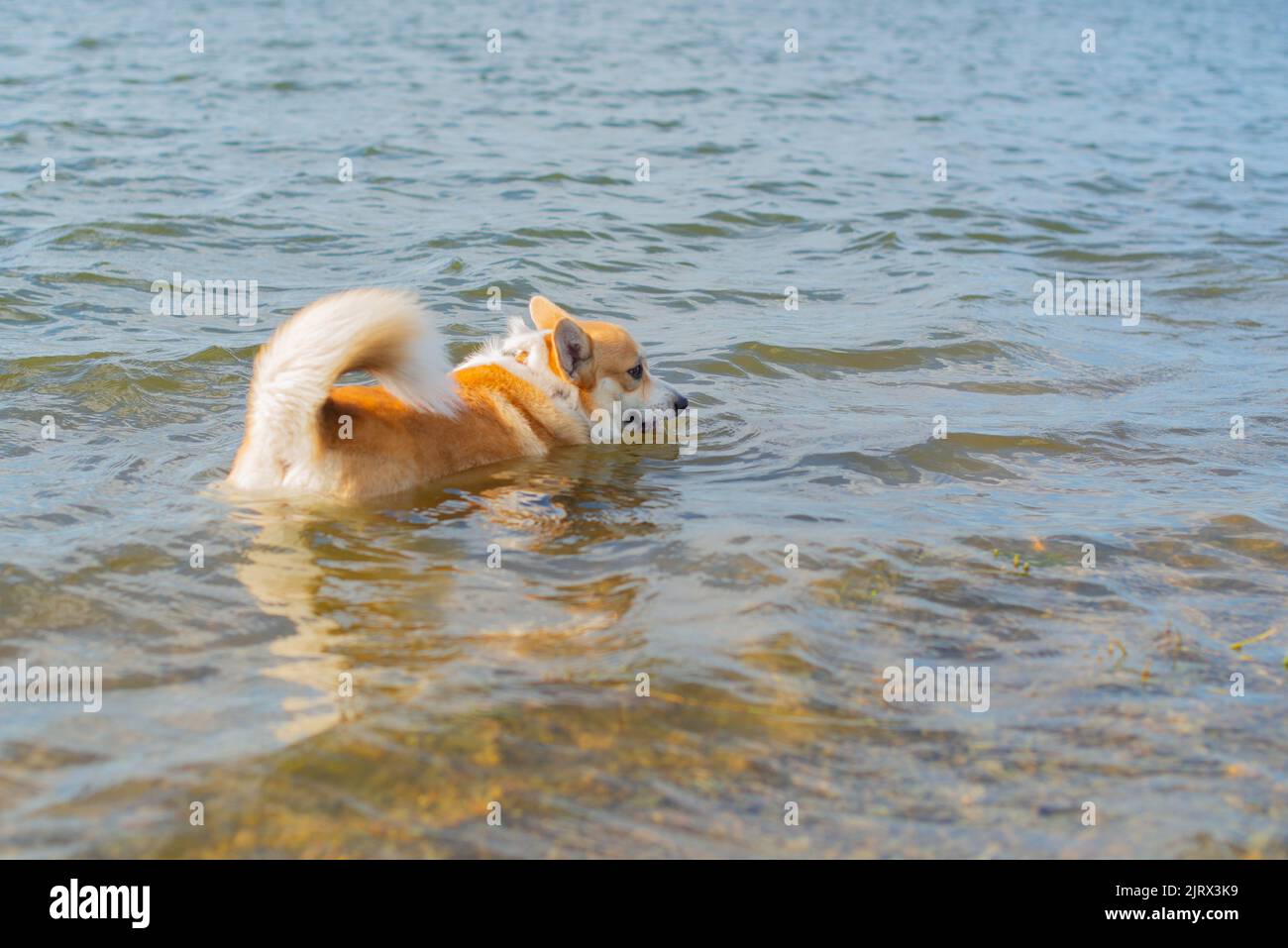 i corgi reali di razza del cane bagna nel fiume Foto Stock