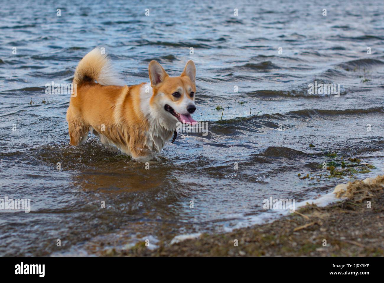 i corgi reali di razza del cane bagna nel fiume Foto Stock