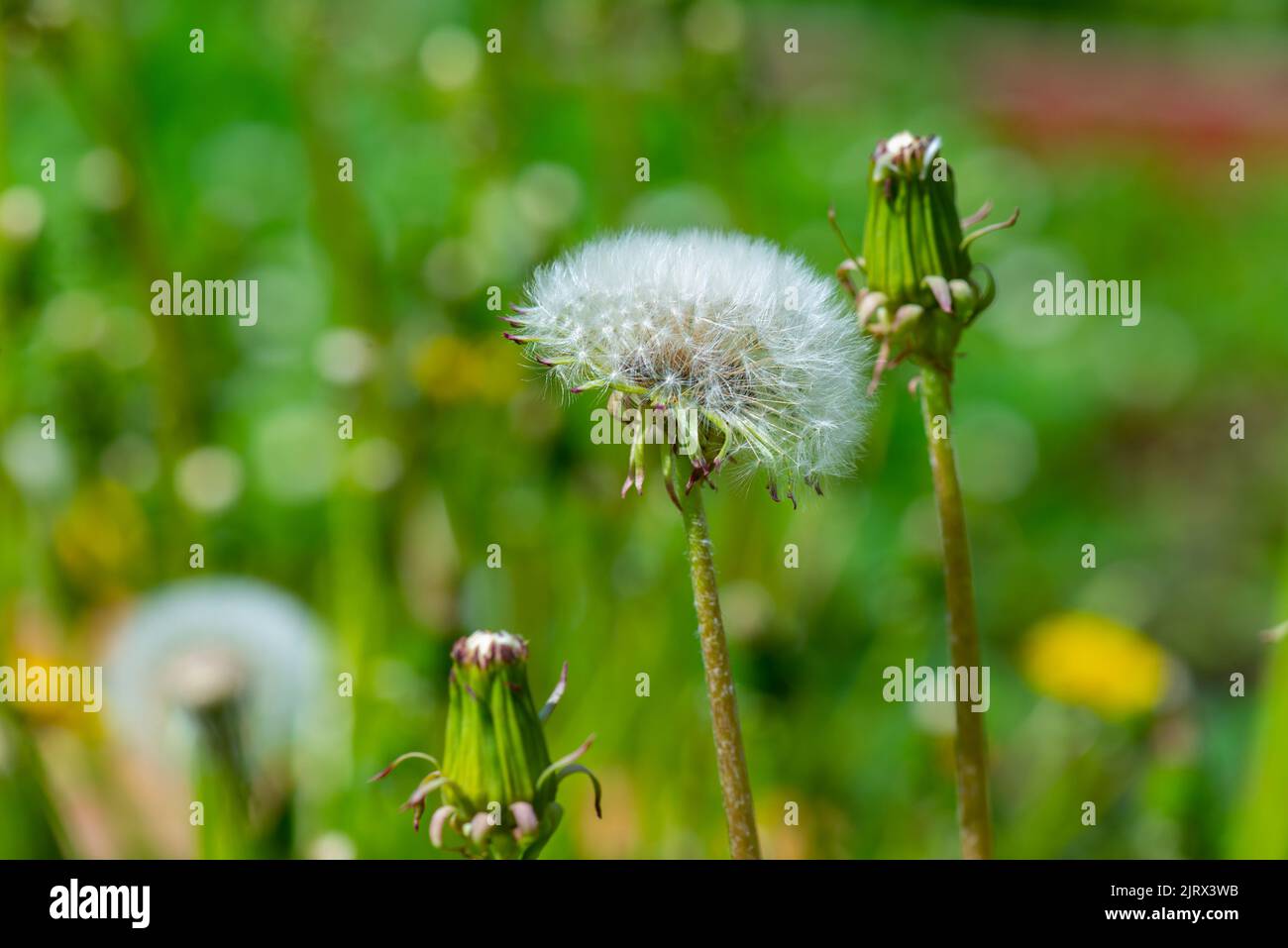 i dente di leone crescono bagnati sul prato dopo la pioggia Foto Stock