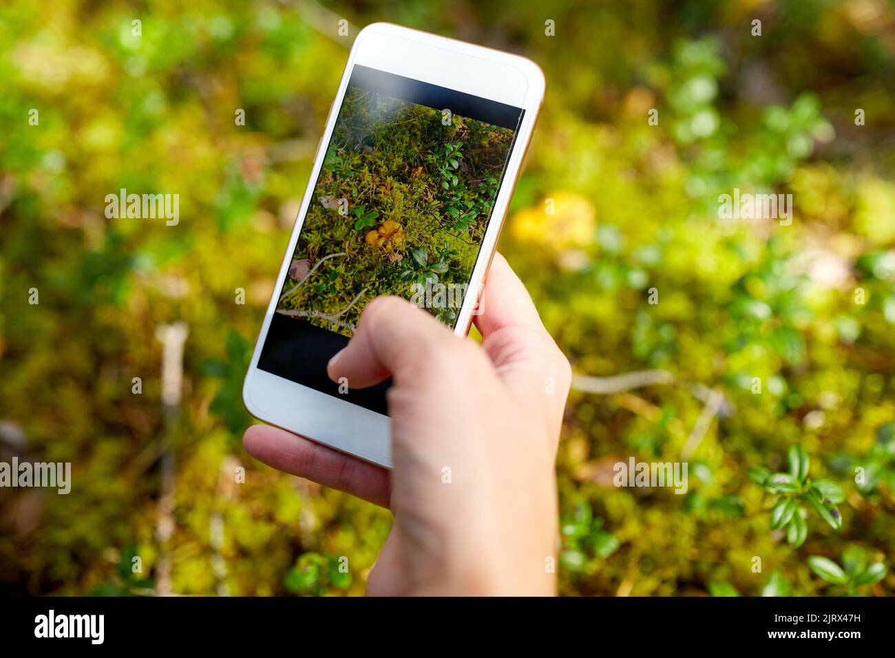 utilizzare lo smartphone per identificare i funghi Foto Stock