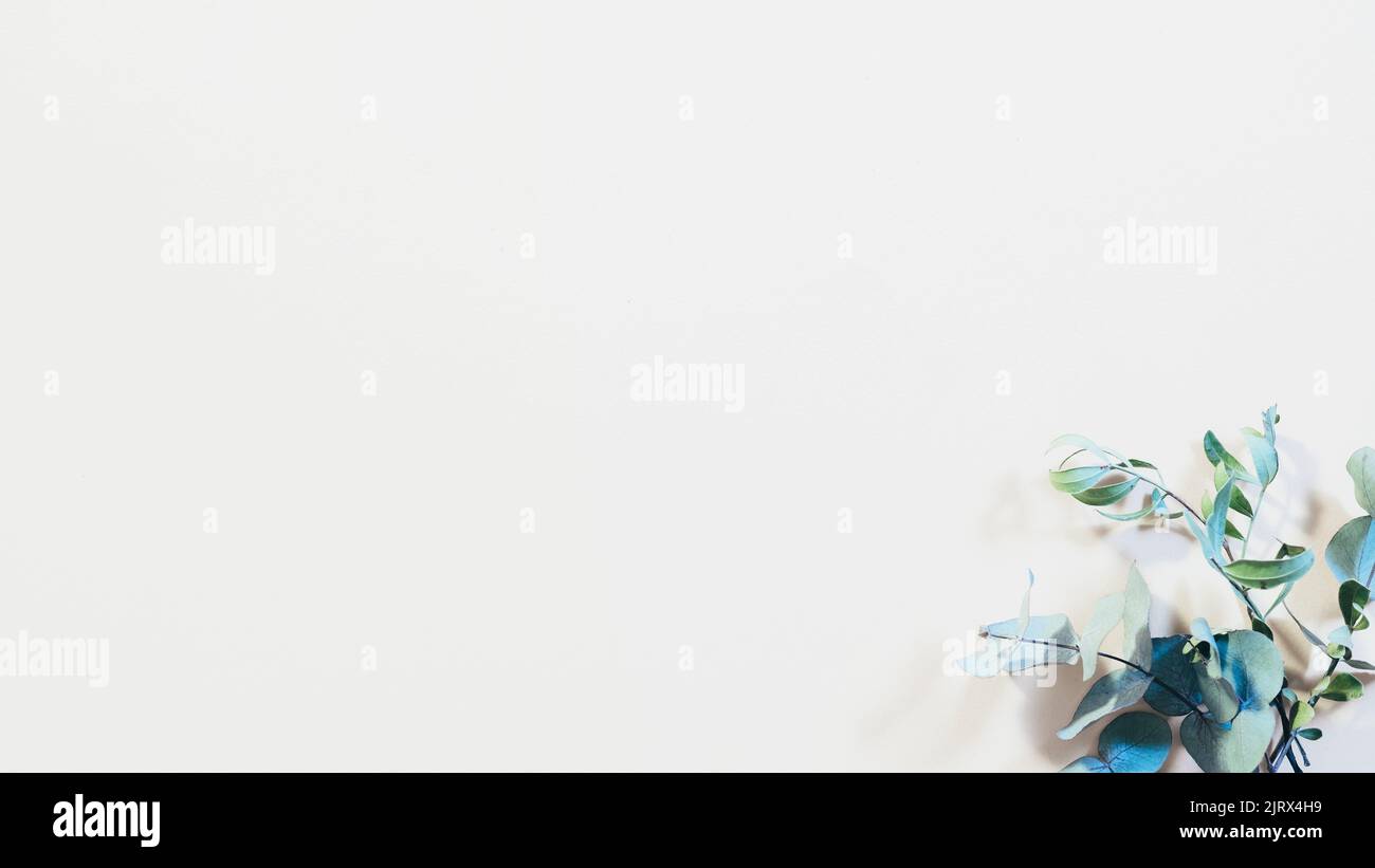 pianta minimalismo sfondo fresco verde stelo decorazione Foto Stock