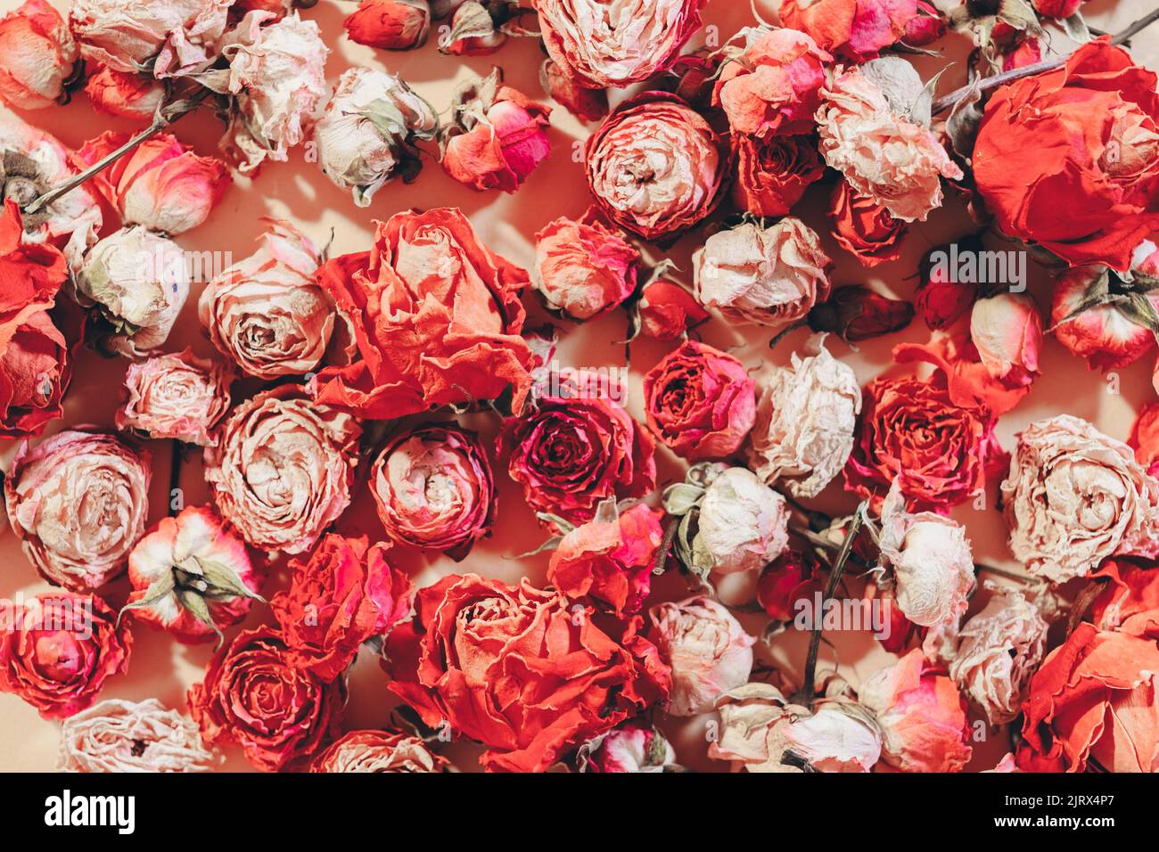 fiore disegno rosa essicato assortimento floreale Foto Stock