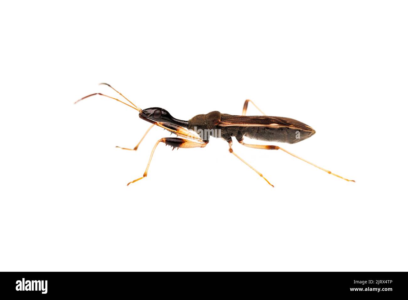 Bug di semi a collo lungo (Myodocha Serripes) isolato su sfondo bianco. Foto Stock