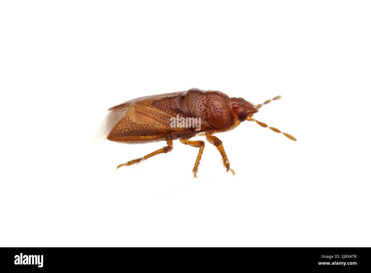 Burrowing Bug (Amnestus sp.) isolato su sfondo bianco. Foto Stock