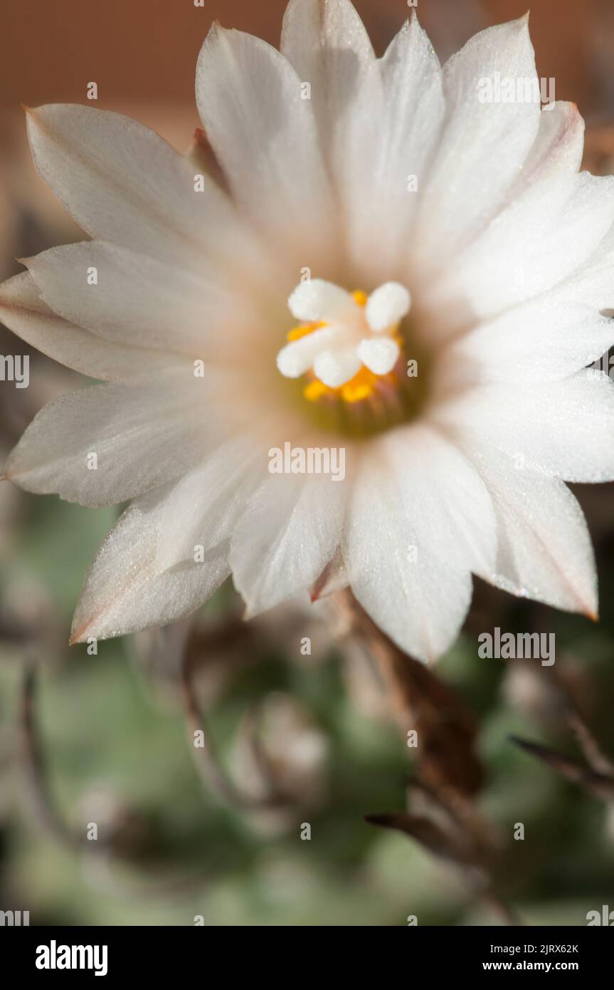 Fioritura cactus Turbinicarpus macrochele, macro shot Foto Stock