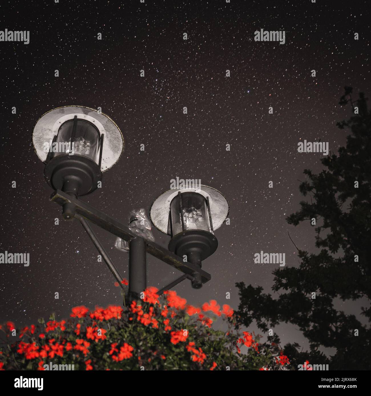 La vista a basso angolo delle lampioni di strada dalla pianta floreale contro lo sfondo stellato cielo notturno Foto Stock