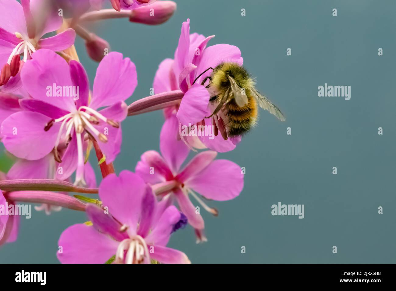 L'angustifolio di Chamaenerion, impollinato da una visita a Bumblebee nelle Cascade Mountains, Mt. Baker-Snoqualmie National Forest, Washington St Foto Stock