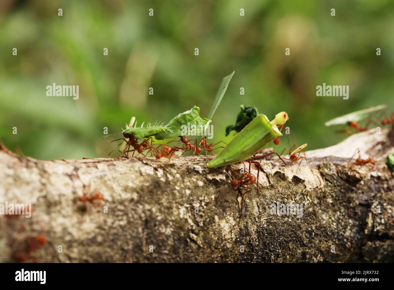 Leaf-Cutter Ant, atta sp., adulto di portare il segmento di foglia di formicaio, Costa Rica Foto Stock