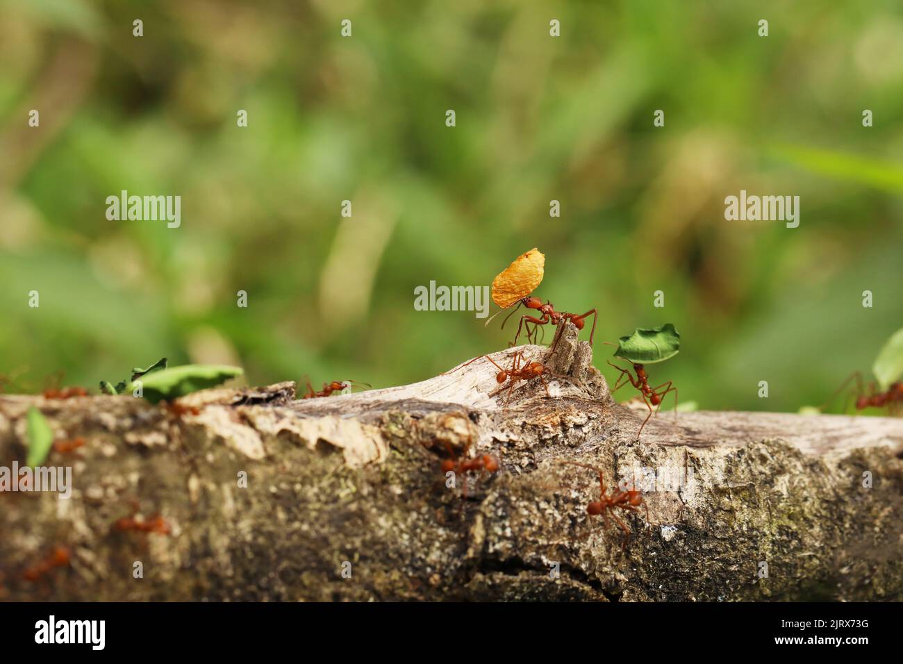 Leaf-Cutter Ant, atta sp., adulto di portare il segmento di foglia di formicaio, Costa Rica Foto Stock