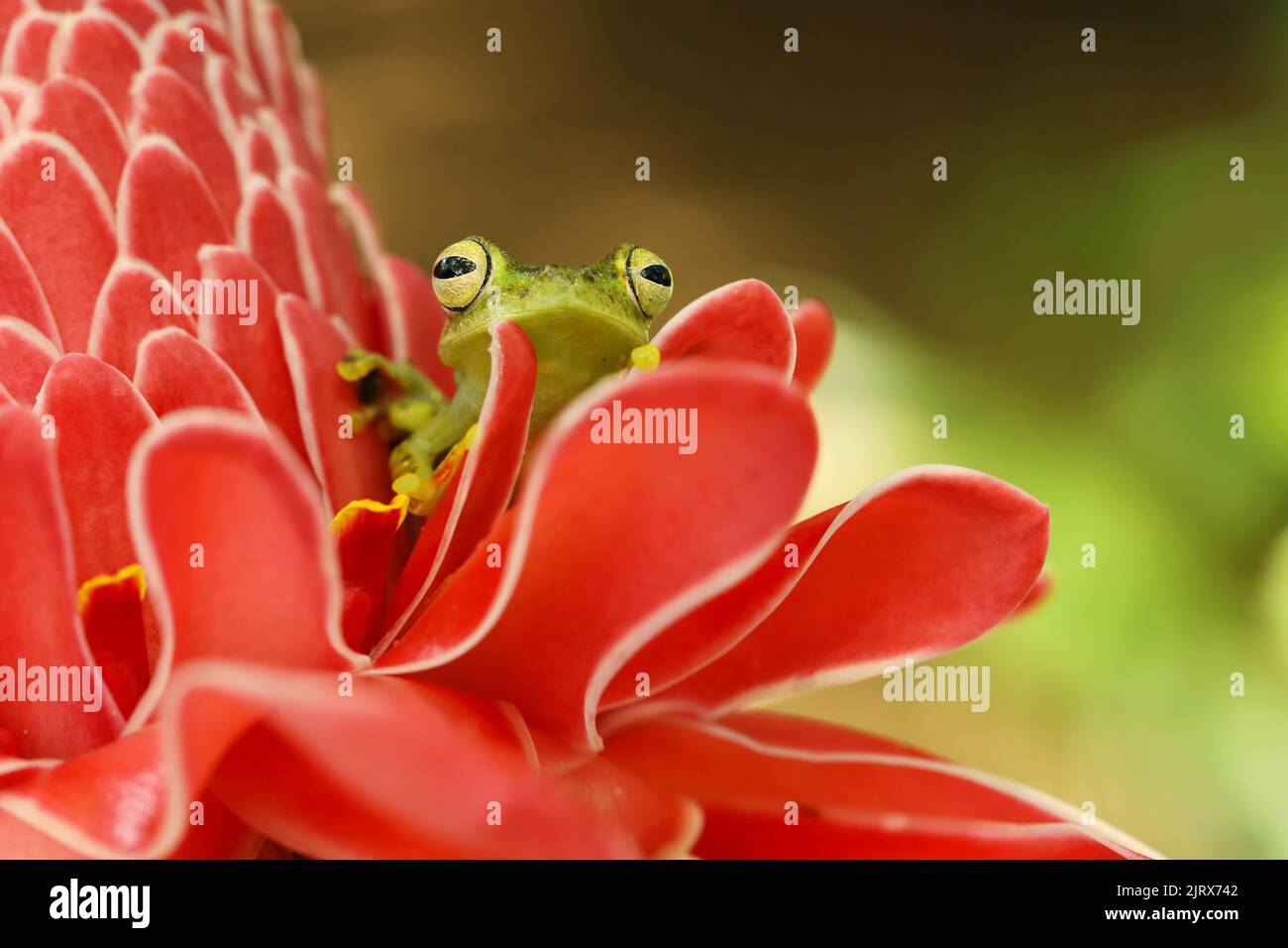 Teratohyla spinosa, Rana di vetro spinoso, anfibio tinny con fiore rosso, in habitat naturale. Rana da Costa Rica, foresta tropicale. Foto Stock