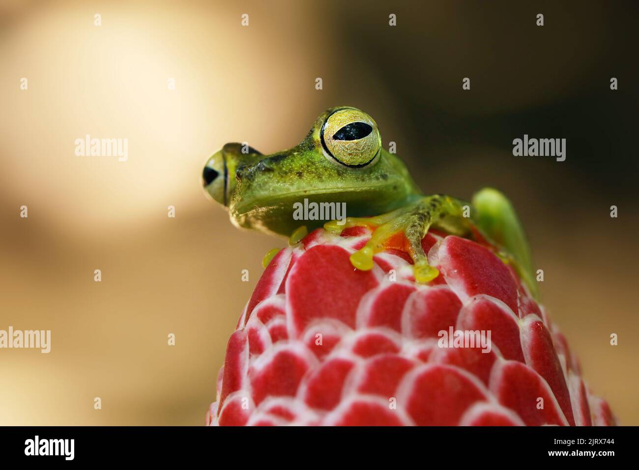 Teratohyla spinosa, Rana di vetro spinoso, anfibio tinny con fiore rosso, in habitat naturale. Rana da Costa Rica, foresta tropicale. Foto Stock