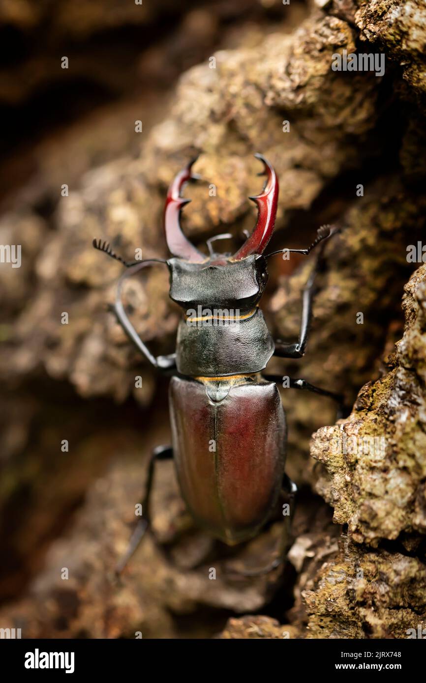 Coleottero maschio, Lucanus cervicus, con mandibola ingrandita è il coleottero più grande d'Europa Foto Stock