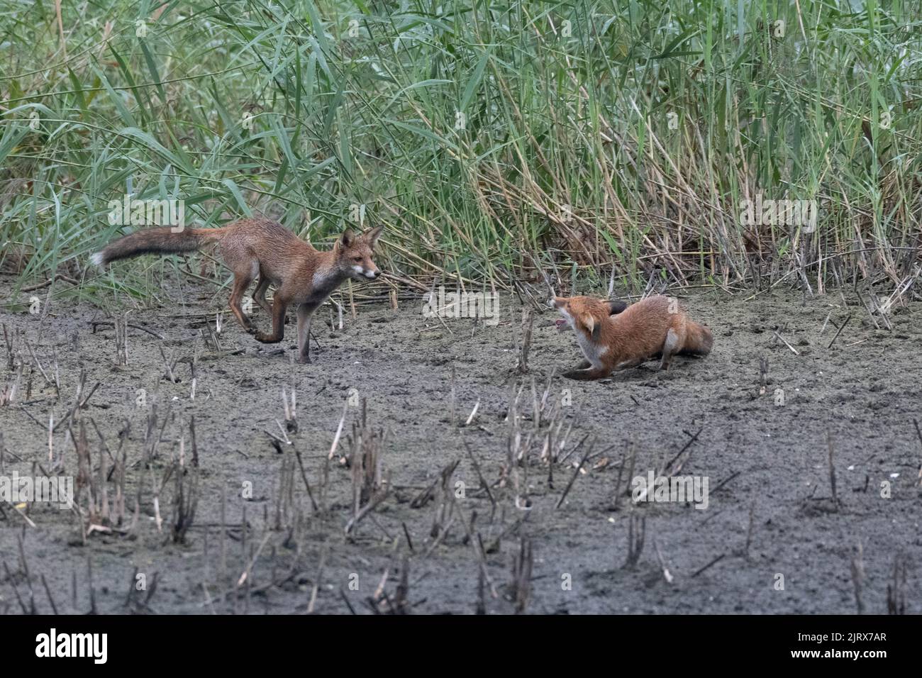 Due volpi giocano al Magor Marsh che si è asciugato a causa del riscaldamento globale o del cambiamento climatico. Foto Stock