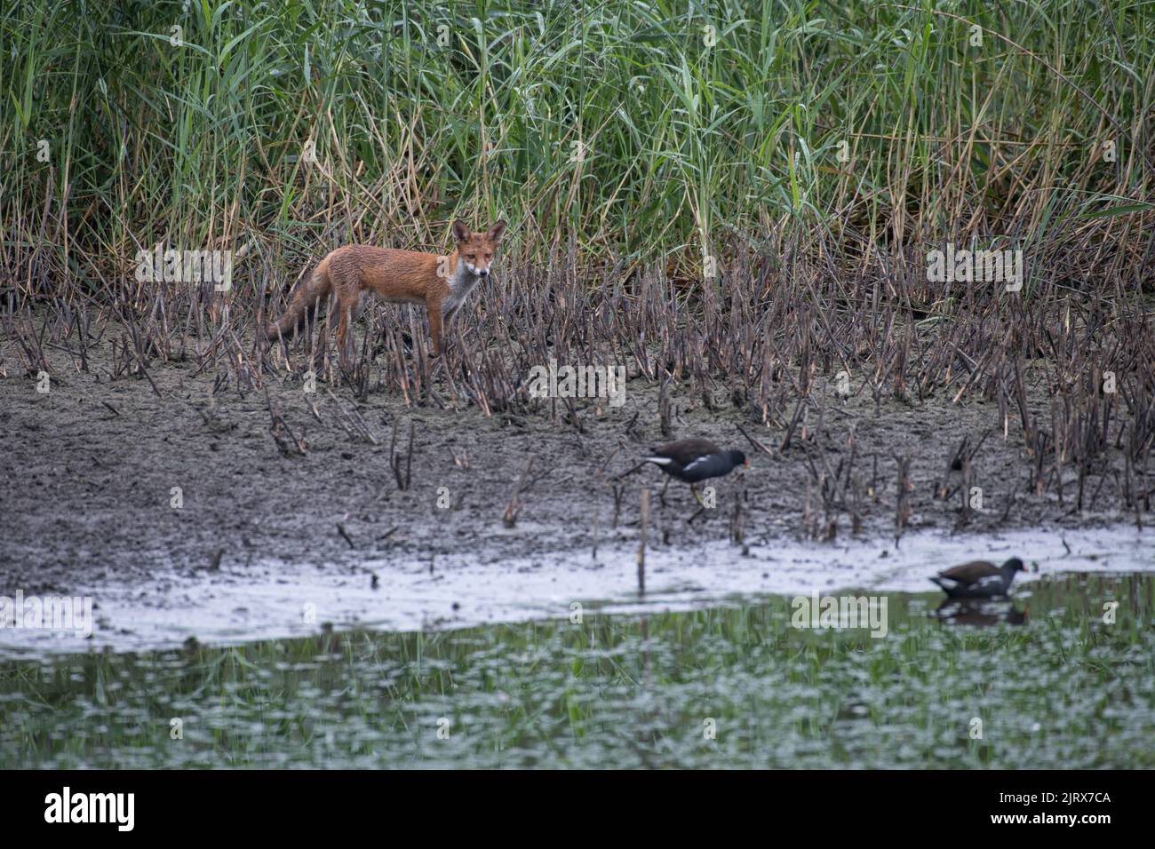 Una giovane volpe sul rampino che si acciglia su due moorhens per cena ad una palude che asciuga. Foto Stock