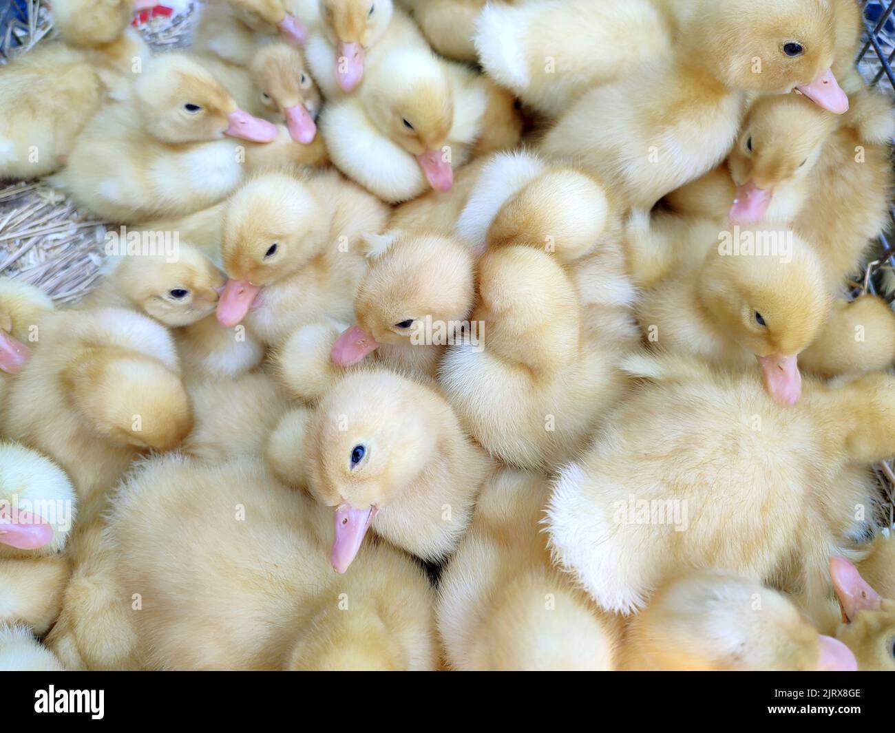 Molti piccoli giovani anatre gialle primo piano. Molti anatroccoli vista dall'alto. Bestiame, agroalimentare, PET domestico, allevamento avicolo, produzione industriale. Fattoria di anatra. Anatre che incrociano. Background agricolo Foto Stock