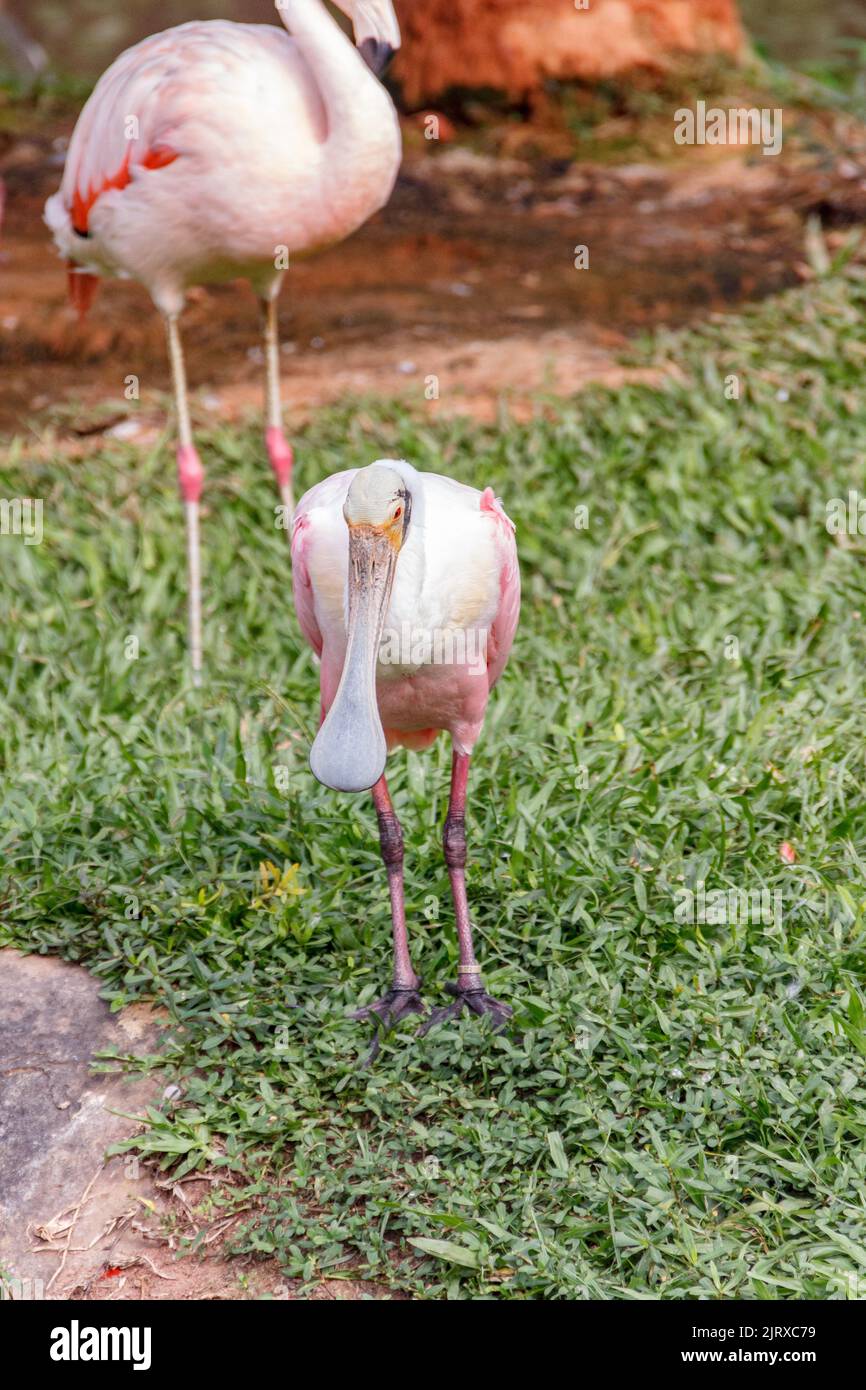 Un cucchiaio arroccato su un prato verde a Santa Catarina Brasile Foto Stock