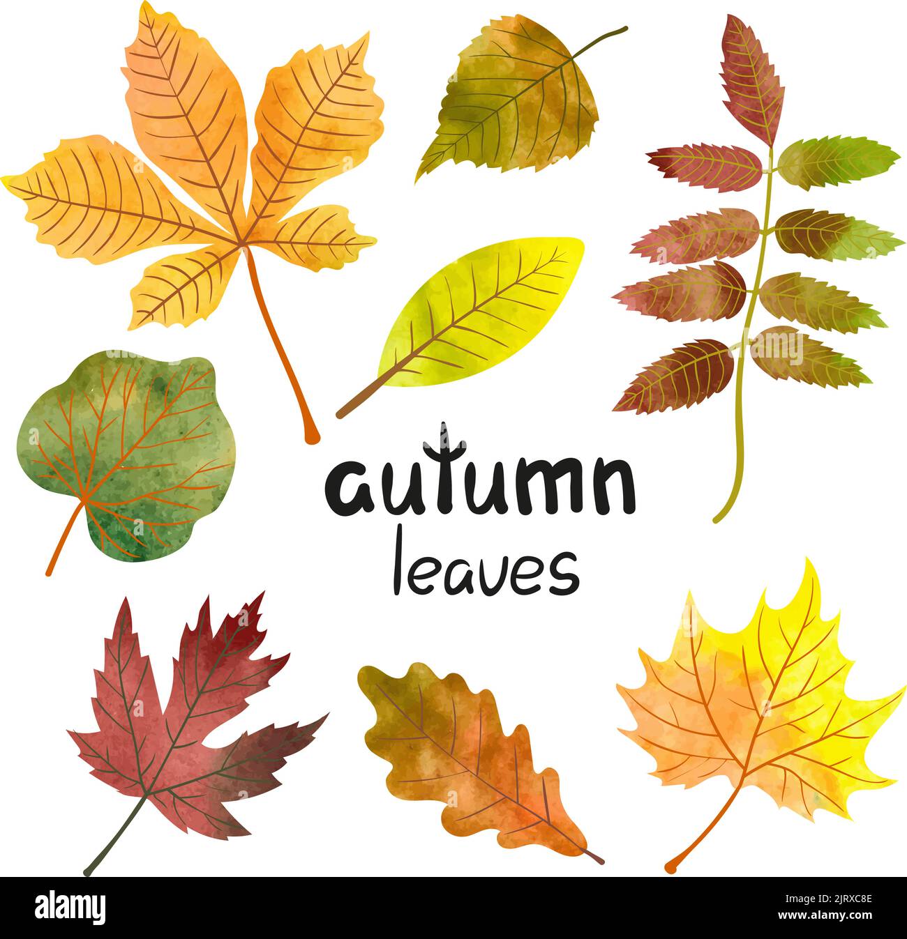 Acquerello foglie d'autunno set. Collezione vettoriale di coloratissime foglie di acero, quercia, rowan, pioppo, castagno Illustrazione Vettoriale
