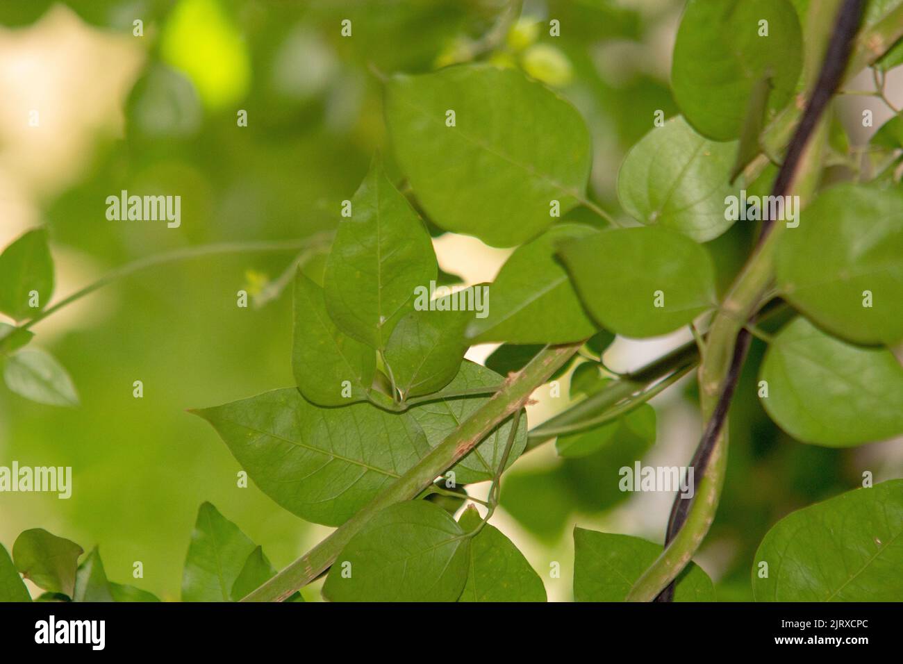 Le infiorescenze compaiono in primavera e in estate, sono ascellari e composte da numerosi fiori cerosi, bianchi o crema, molto profumati, formando bella b Foto Stock