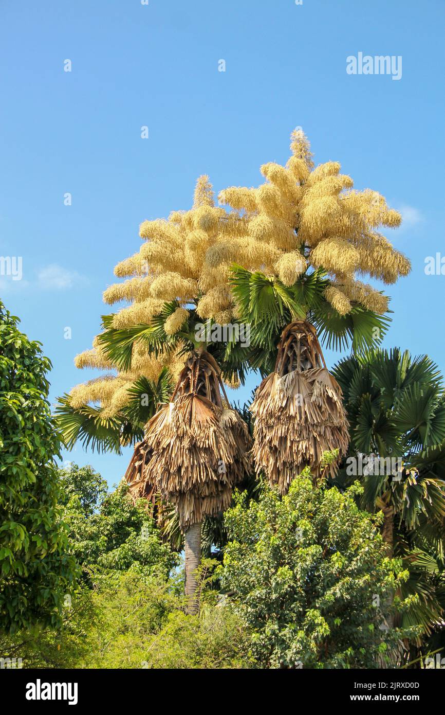 Fioritura di talepot di palma (Corypha umbraculifera) al Flamengo Embankment a Rio de Janeiro Brasile. Foto Stock