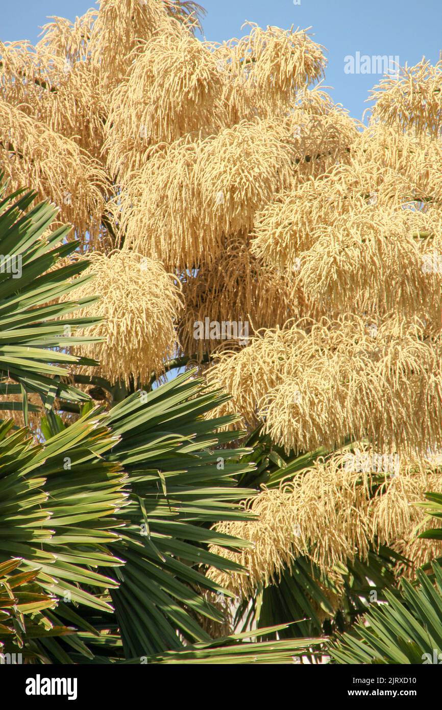 Fioritura di talepot di palma (Corypha umbraculifera) al Flamengo Embankment a Rio de Janeiro Brasile. Foto Stock