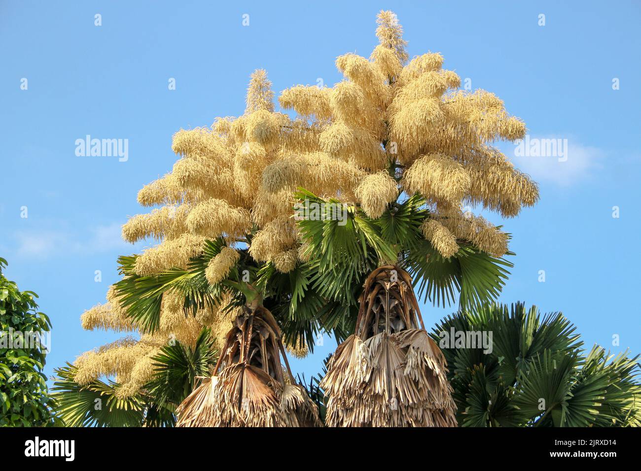 Fioritura di talepot di palma (Corypha umbraculifera) al Flamengo Embankment a Rio de Janeiro Brasile. Foto Stock