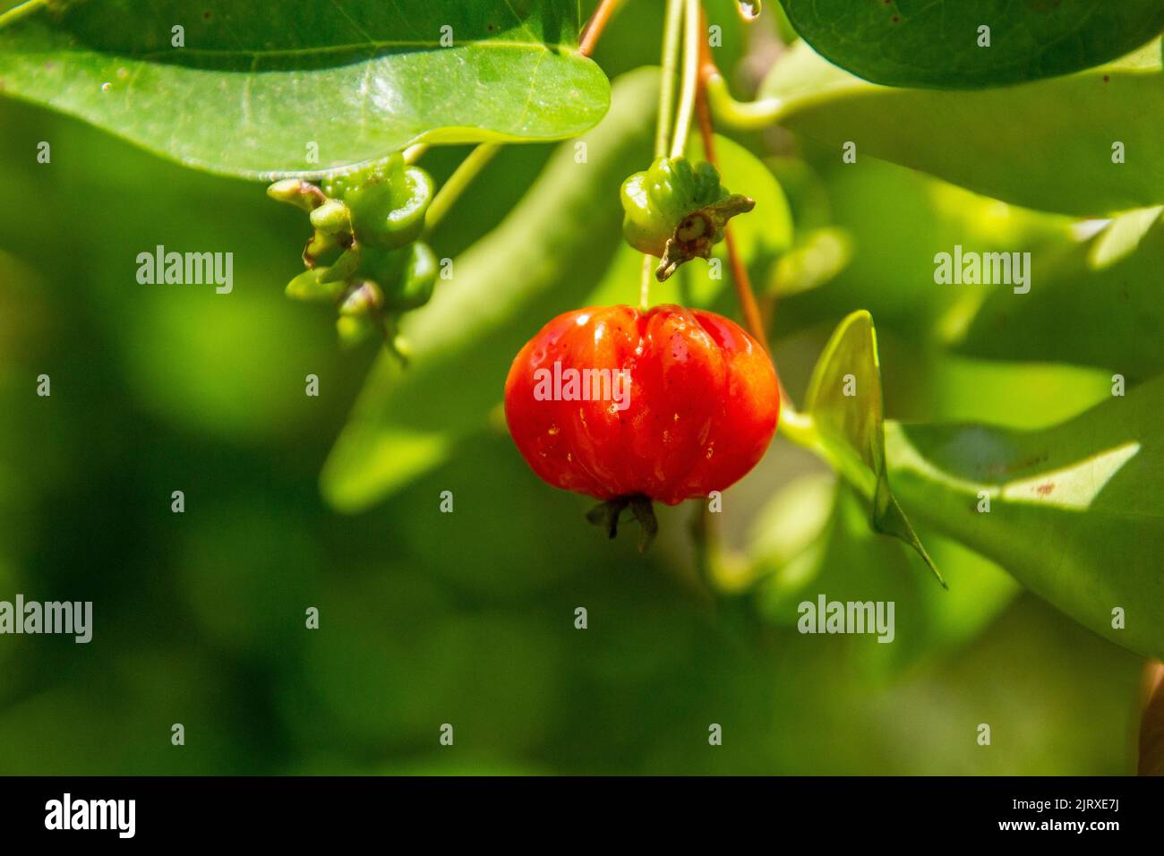 Pitanga è il frutto di pitangueira, dicotiledone della famiglia delle mirtacee. Ha la forma di palle carnose globose, rosse, arancioni, gialle o nere Foto Stock