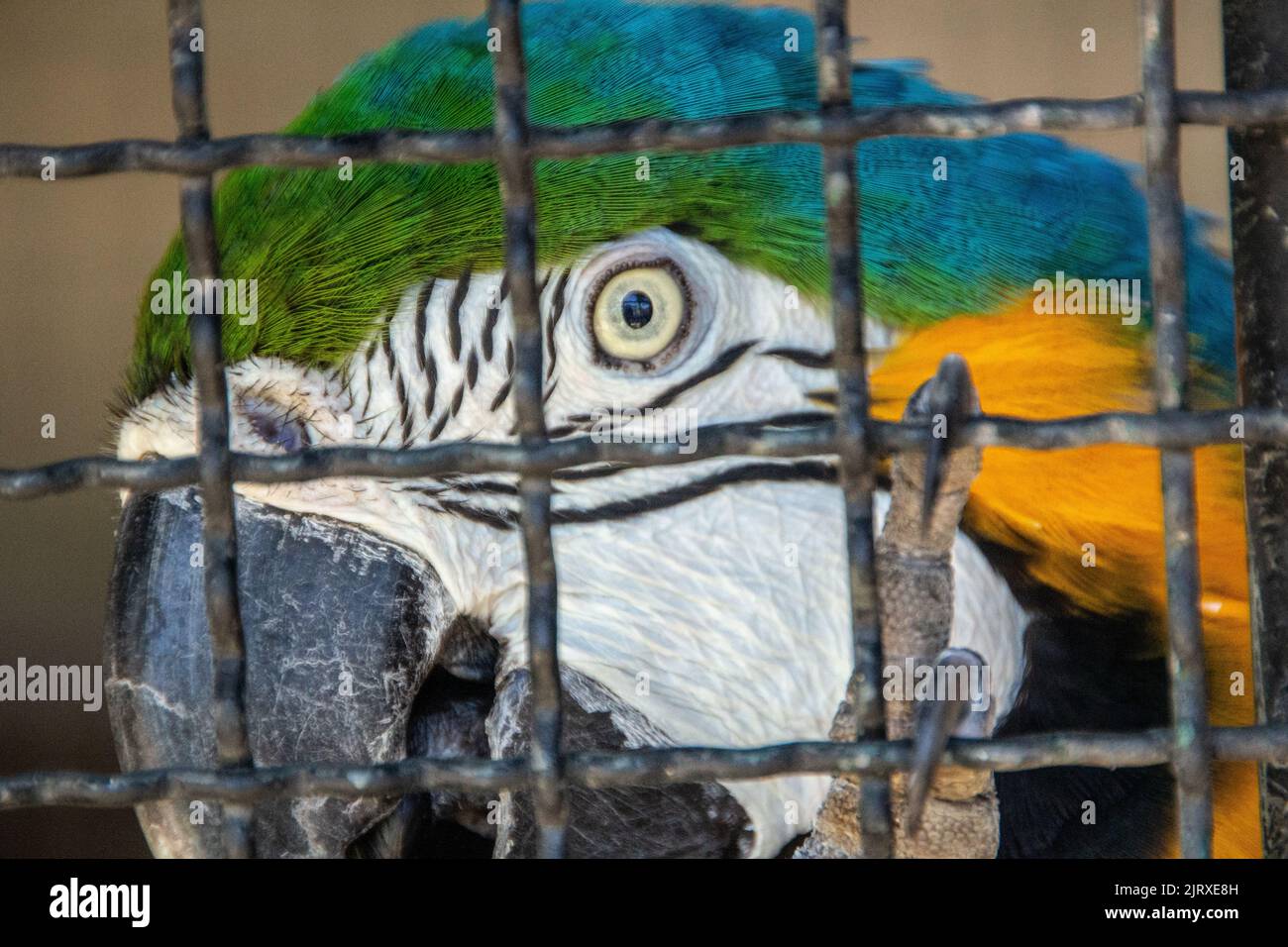 Blue Macaw intrappolato in una gabbia a Rio de Janeiro Brasile. Foto Stock