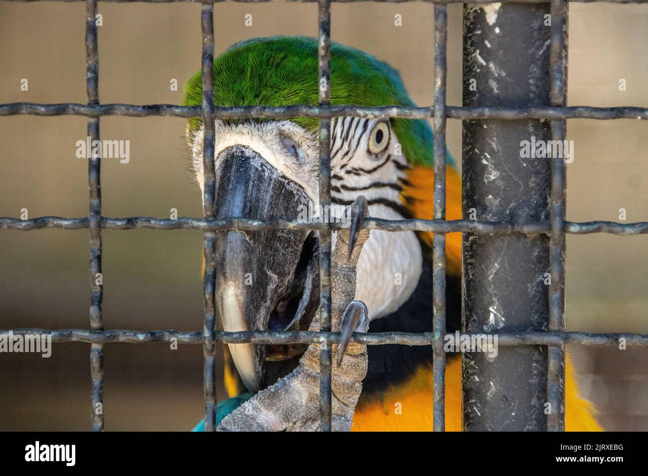 Blue Macaw intrappolato in una gabbia a Rio de Janeiro Brasile. Foto Stock