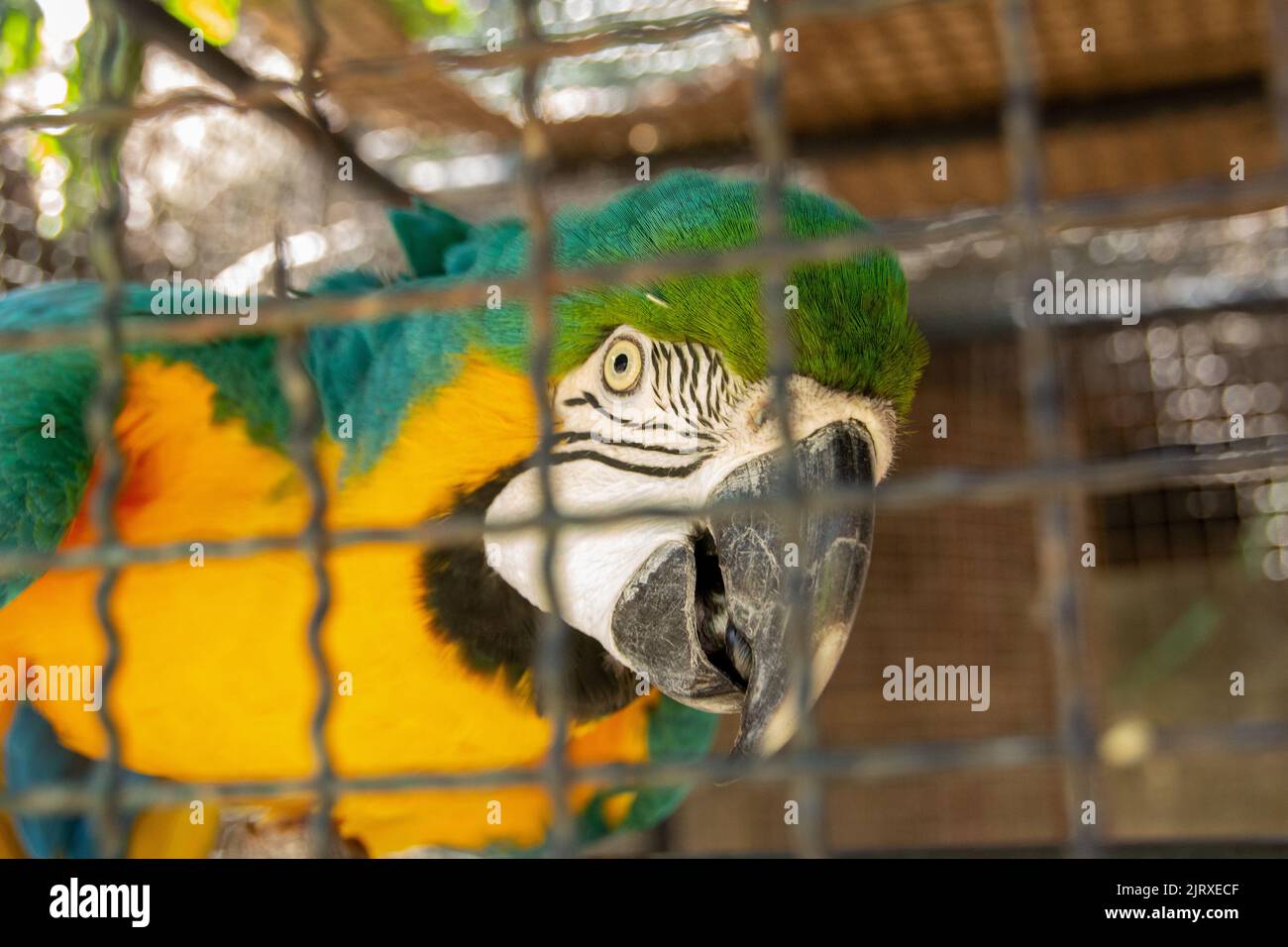 Blue Macaw intrappolato in una gabbia a Rio de Janeiro Brasile. Foto Stock
