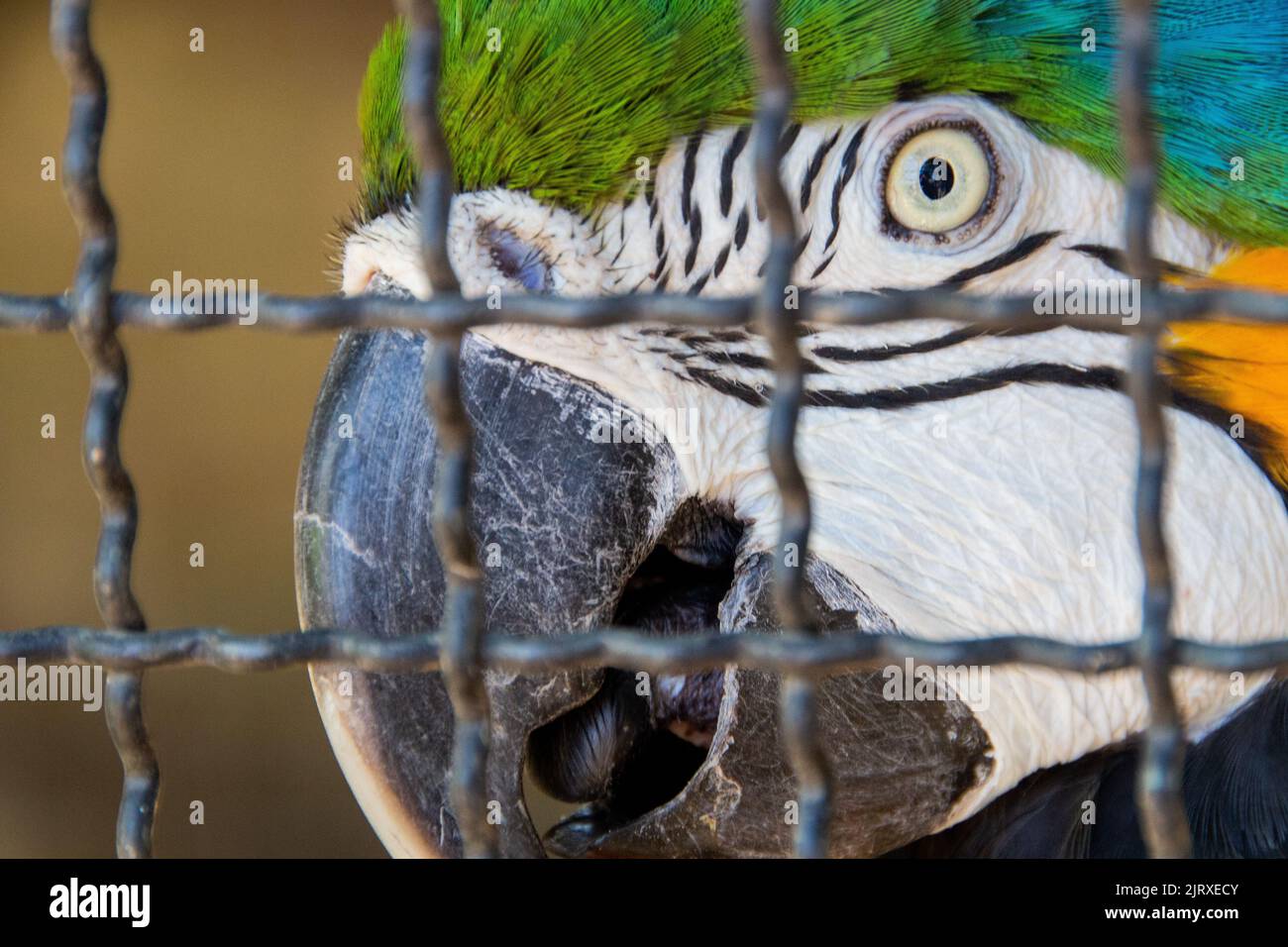 Blue Macaw intrappolato in una gabbia a Rio de Janeiro Brasile. Foto Stock