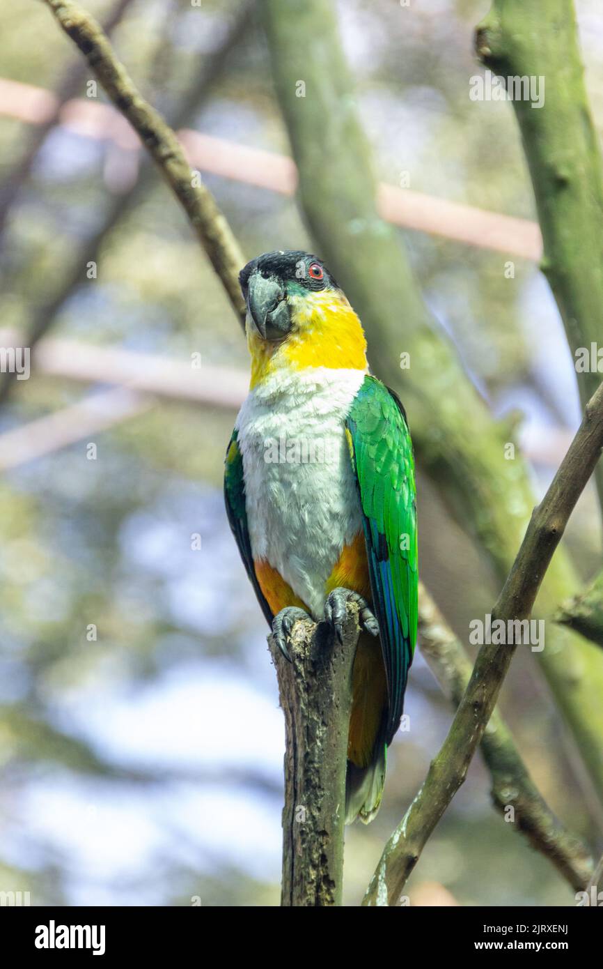 Uccello conosciuto come Parrot Verde-coscia in Brasile Foto Stock