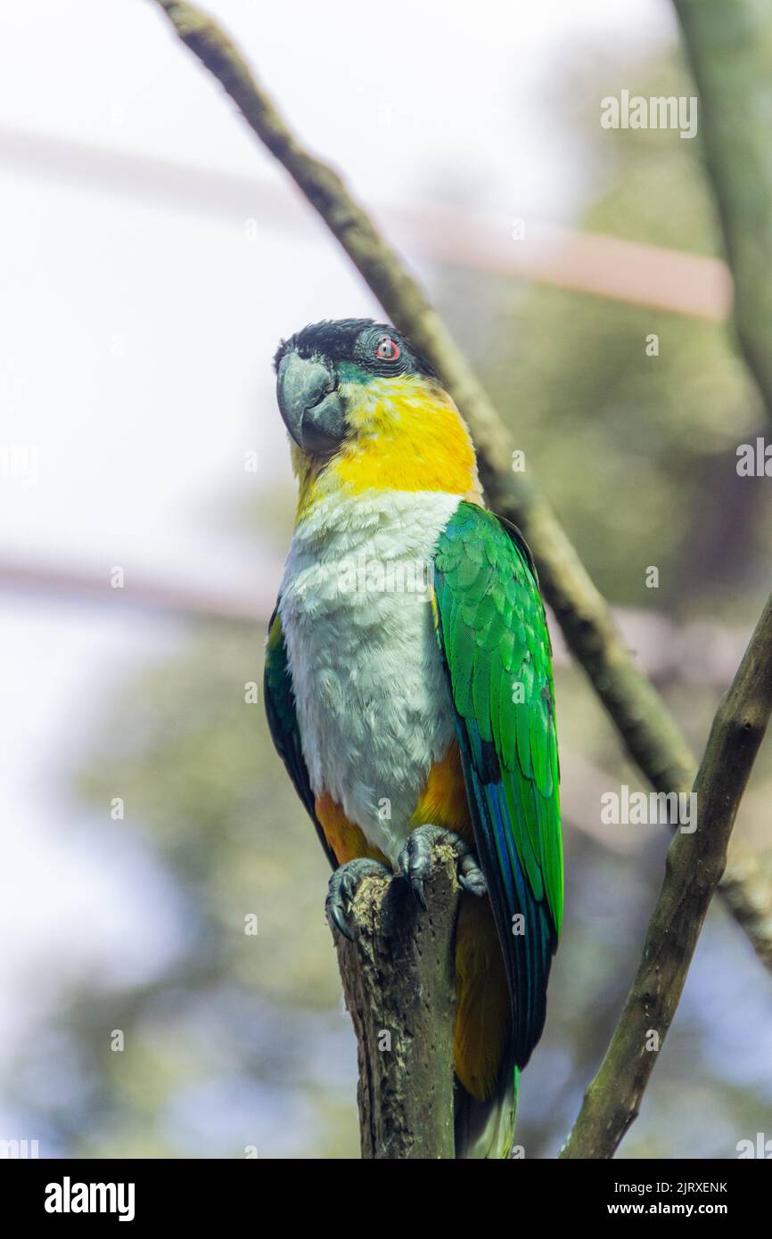 Uccello conosciuto come Parrot Verde-coscia in Brasile Foto Stock