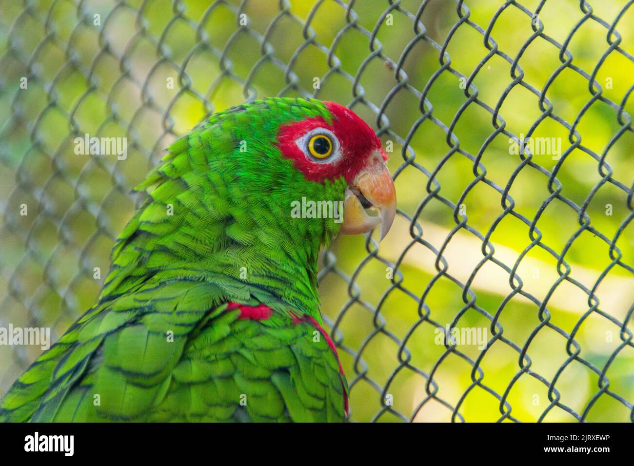 Uccello conosciuto come Parrot rosso-speccled in Brasile Foto Stock