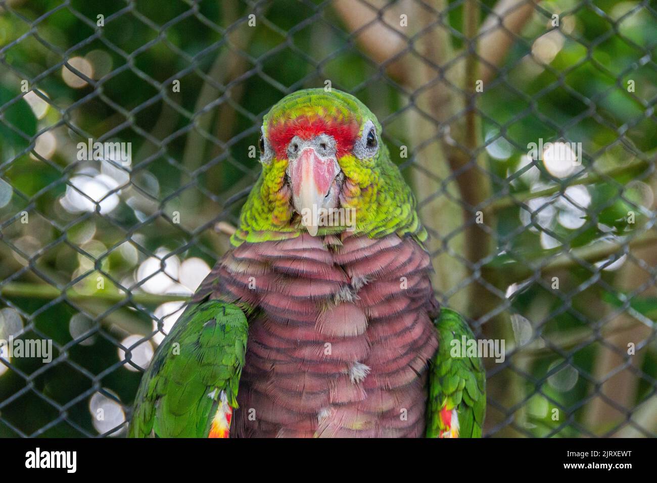 Uccello conosciuto come Parrot vinaceo in Brasile Foto Stock
