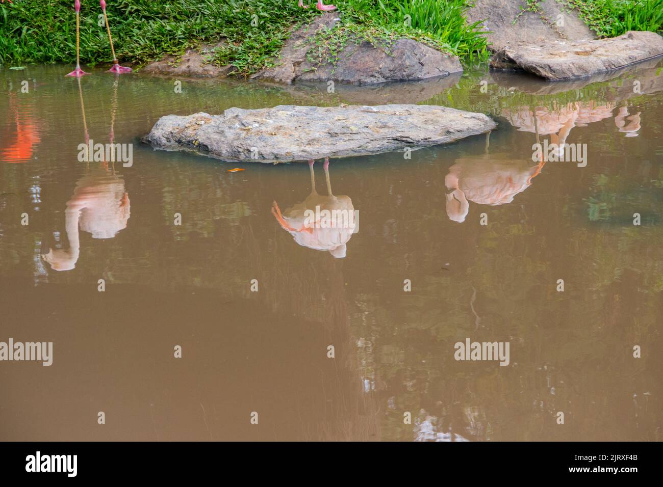 Fenicotteri rossi riflessi in un lago con terra colore acqua in Brasile. Foto Stock