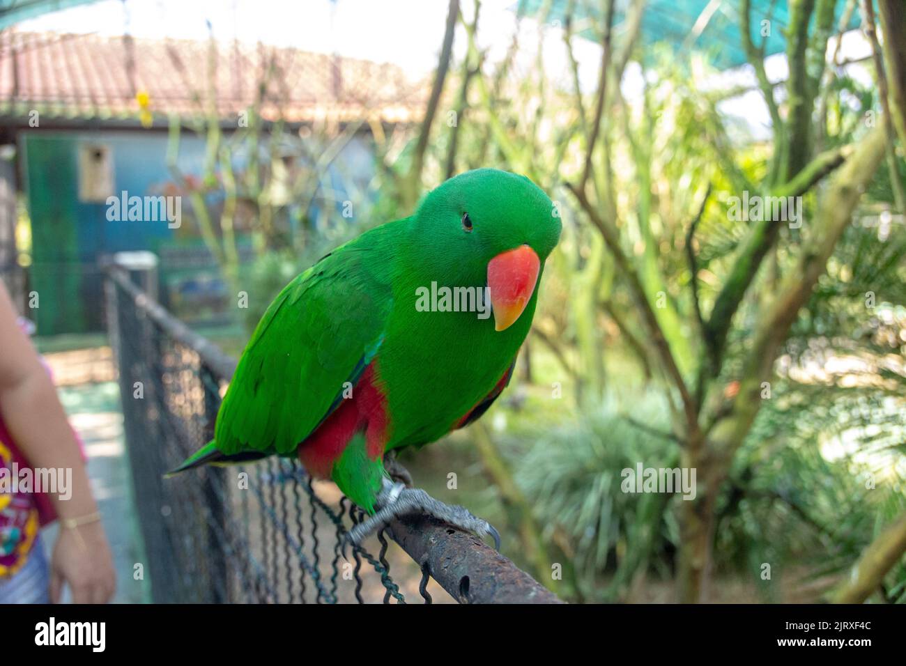 Uccello conosciuto come Parakeet rosato Brasile Foto Stock