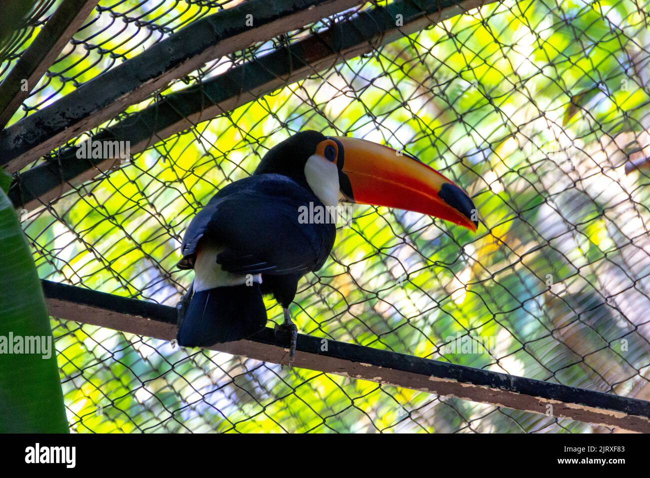 Uccello toucan della specie 'Toco' molto comune in Brasile Foto Stock