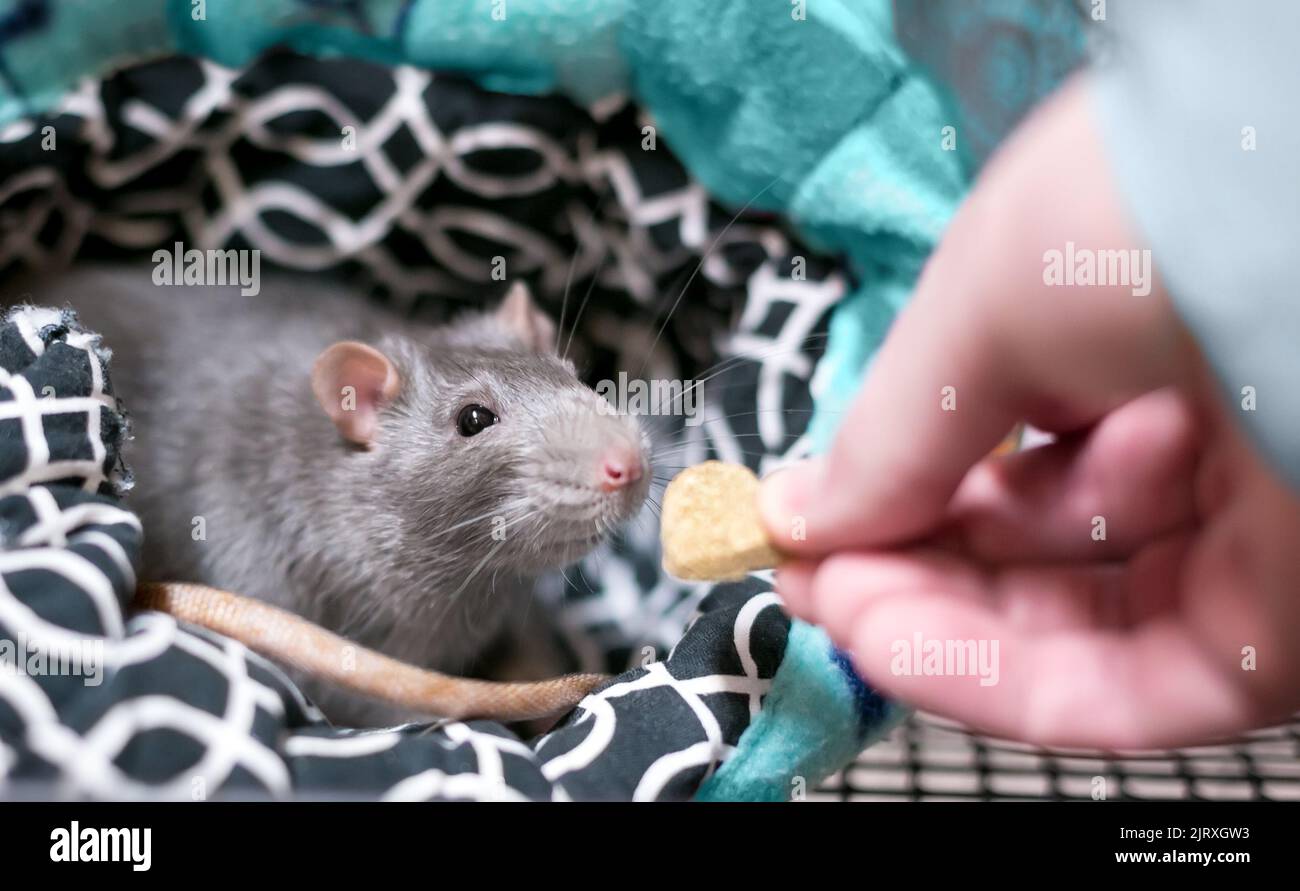 Una persona alimentazione di un trattamento di un animale domestico rat nella sua gabbia Foto Stock