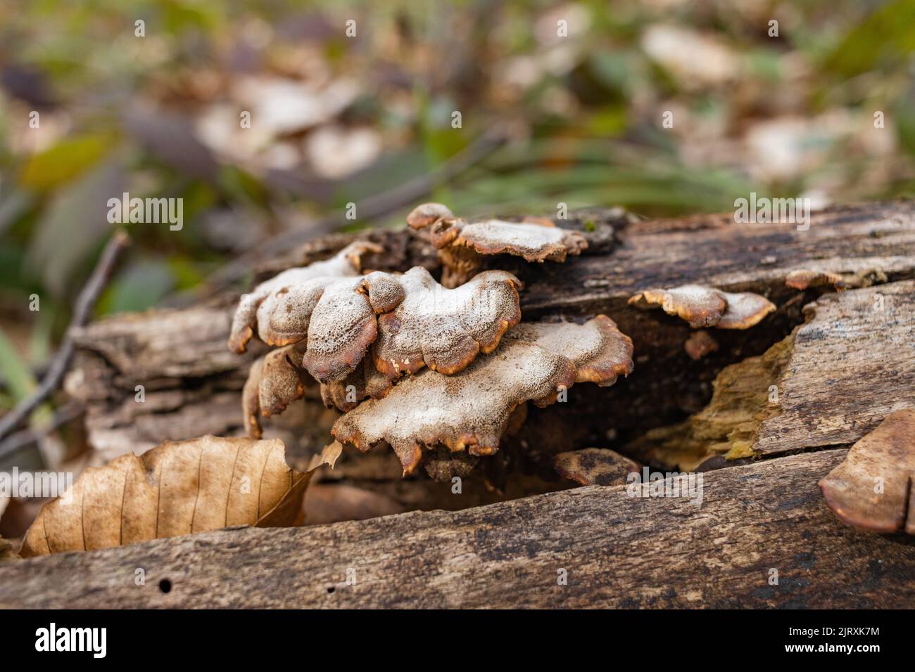 Funghi parassiti di grandi dimensioni che crescono su tronchi d'albero. Fungo di tinder, fungo dello zoccolo, conca di tinder, poliporo di tinder o fungo dell'uomo di ghiaccio Foto Stock