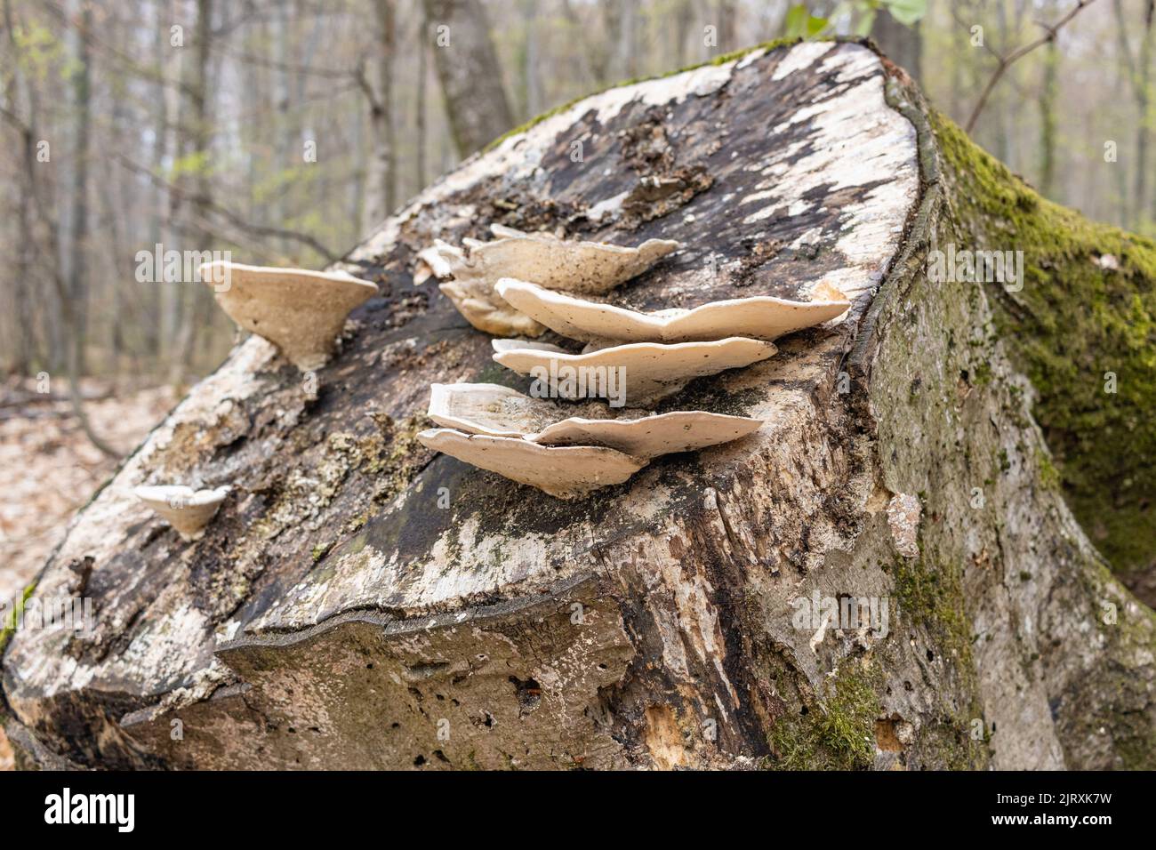 Funghi parassiti di grandi dimensioni che crescono su tronchi d'albero. Fungo di tinder, fungo dello zoccolo, conca di tinder, poliporo di tinder o fungo dell'uomo di ghiaccio Foto Stock