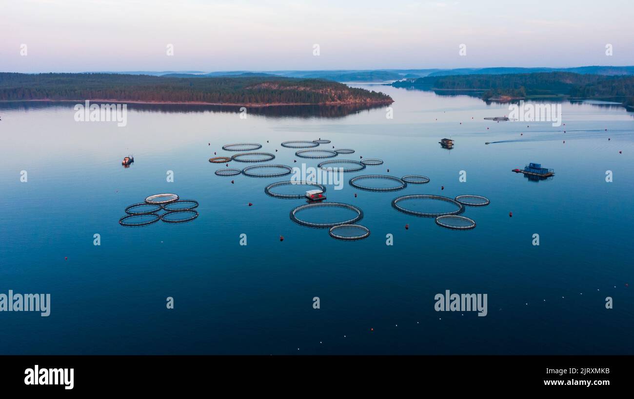 Vista aerea di un allevamento di pesci nel mezzo di un lago tranquillo foresta all'alba, trota coltivazione Foto Stock